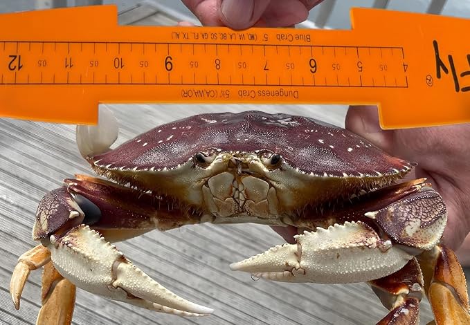 AirFly Fish Measuring Board 32 Inch Foldable Bump Board - Built-in Crab Lobster Gauge - Slot-Limit Ruler for Redfish Snook Trout Flounder - Kayak Boat Shore - High-Contrast ABS - Designed in USA