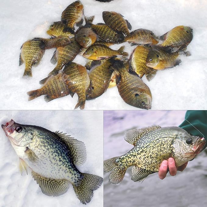 XFISHMAN Crappie-Jigs-Heads-Kit 1/8 1/16 1/32oz 50 Pack Panfish Fishing Jigs Lead Head Jig Hook Lure