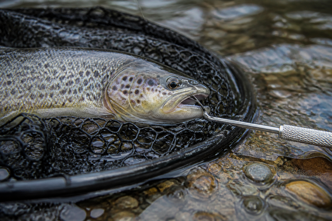 Supported fish in a wet landing net with an accessible hook near its mouth and a hook remover positioned beside it