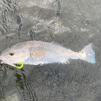 A.M. Fishing Curly Tail Jerkshad 4 Inch Soft Baits Garlic Infused,– 8 Pack – Saltwater & Freshwater Fishing Lures for Bass, Redfish, Snook, and Trout