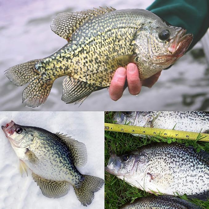 Crappie Jig Heads Kit With Underspin Spinner Blade, Lures and Jigs for Fishing - 30 & 50 Pack, 1/8, 1/16, 1/32 oz