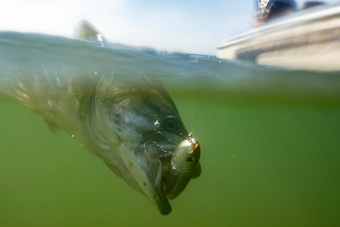 Berkley Choppo Topwater Fishing Lure, MF Bluegill, Size 120, Cupped Propeller Tail for Balance of Sound and Spray, Equipped with Sharp Fusion19TM Hook