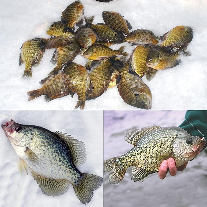 XFISHMAN Crappie-Jigs-Heads-Kit 1/8 1/16 1/32oz 50 Pack Panfish Fishing Jigs Lead Head Jig Hook Lure