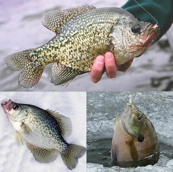 XFISHMAN Crappie-Jigs-Heads-Kit 1/8 1/16 1/32oz 50 Pack Panfish Fishing Jigs Lead Head Jig Hook Lure