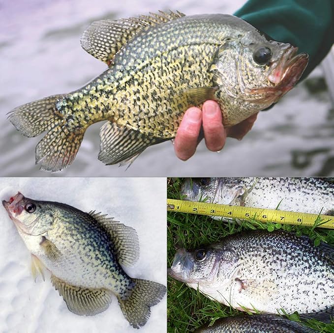 Crappie Jig Heads Kit With Underspin Spinner Blade, Lures and Jigs for Fishing - 30 & 50 Pack, 1/8, 1/16, 1/32 oz