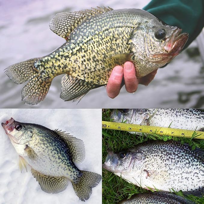 Crappie Jig Heads Kit With Underspin Spinner Blade, Lures and Jigs for Fishing - 30 & 50 Pack, 1/8, 1/16, 1/32 oz