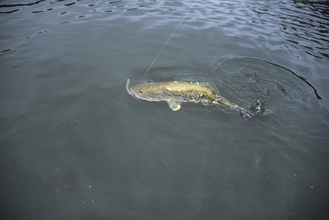 Yum Lures Dinger 5" Bulk 30-Pack