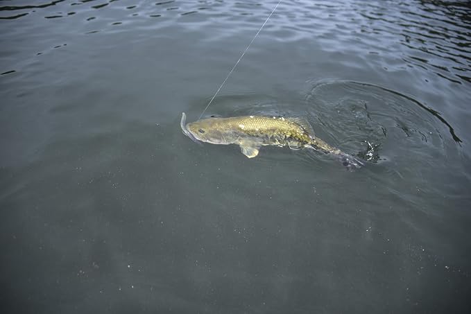 Yum Lures Dinger 5" Bulk 30-Pack