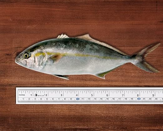 DS. DISTINCTIVE STYLE Fish Ruler Sticker 36-Inch Waterproof Adhesive Ruler Tape Dual Scale Fish Measuring Tape for Boat, Kayak and Table