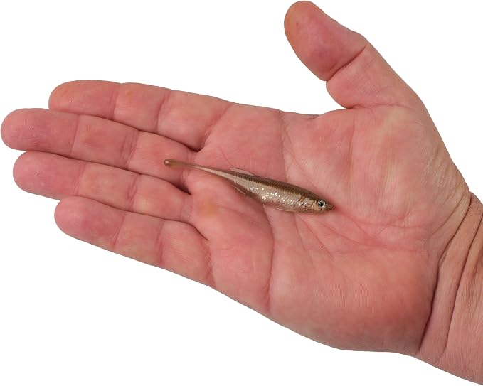 Berkley PowerBait Drip Minnow Fishing Soft Bait