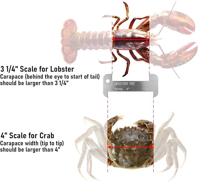 Dr.Fish Crab and Lobster Gauge, PVC Aluminum Gauge Measure for Blue Crab Lobster Shrimp Clam, Multi-Functional Measuring Tool Designed for Seafood Harvesting Enthusiasts