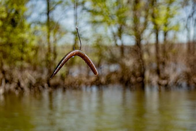 Yum Lures Dinger 5" Bulk 30-Pack