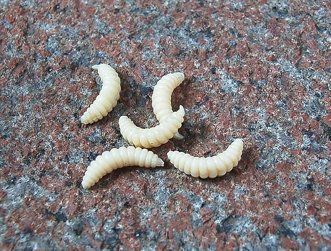 Toasis Artificial Fishing Waxworm Soft Plastic Grub Silicone Larva Wiggler Lure Baits Assorted Colors