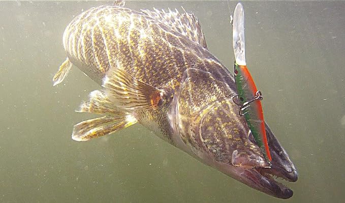 Berkley Flicker Minnow Fishing Lure, Slick Alewife, 3/16 oz, 1 7/8in | 5cm Crankbaits, Realistic Minnow Profile, Sharp Dive Curve Gets to Fish Quickly, Equipped with Fusion19 Hook