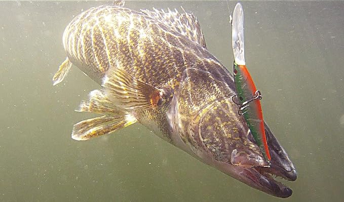 Berkley Flicker Minnow Fishing Lure, HD Smelt, 1/4 oz, 3in | 7.5cm Crankbaits, Realistic Minnow Profile, Sharp Dive Curve Gets to Fish Quickly, Equipped with Fusion19 Hook